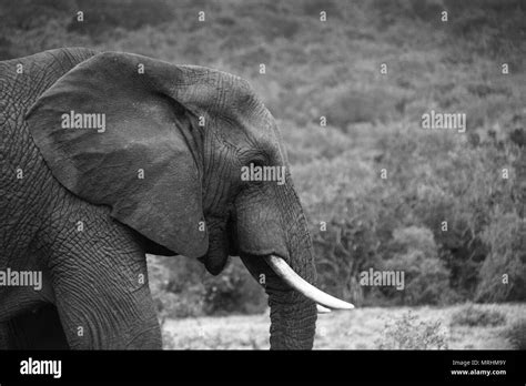 Wald elefant Black and White Stock Photos & Images - Alamy