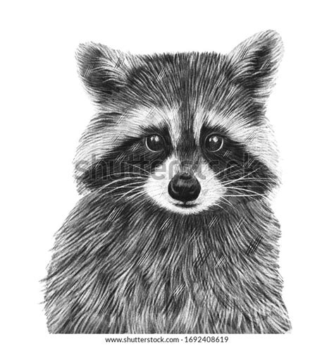 10,782 imágenes de Baby animals pencil drawing - Imágenes, fotos y ...