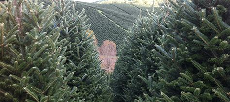 Wholesale Christmas Trees - Christmas Tree Farm