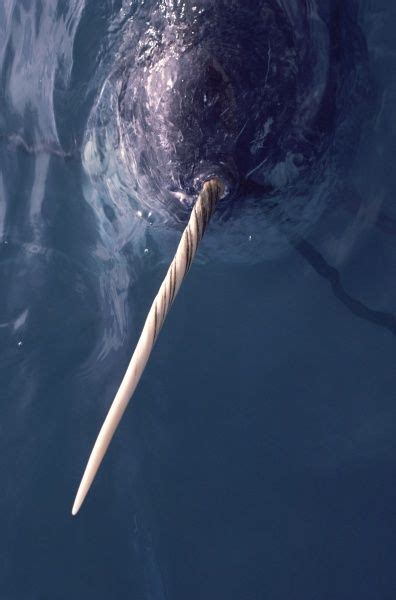 17 Best images about Narwhal or whales with horns on Pinterest | Bacon, Newfoundland and Swimming