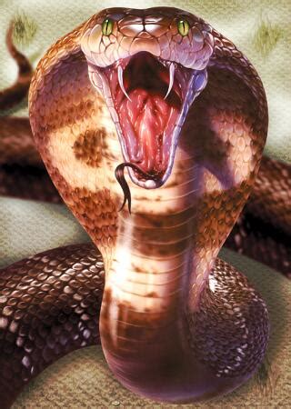 Animals world: spitting cobra snake pics