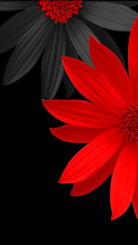 1366x768px, 720P free download | Red Flower, HD phone wallpaper | Peakpx