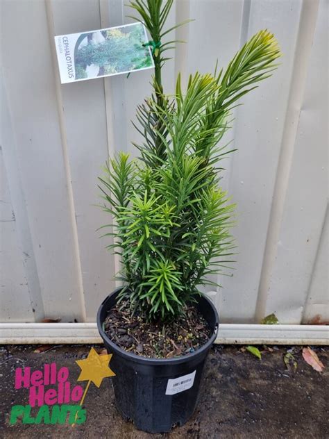 Cephalotaxus 'Japanese Plum Yew' 8" Pot - Hello Hello Plants