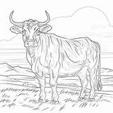 Cattle Coloring Pages  Mimi Panda sketch template