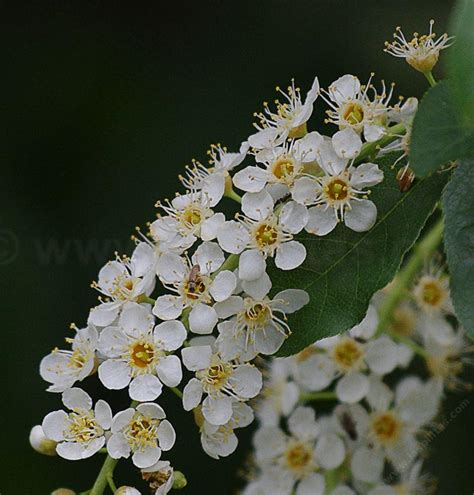 Prunus virginiana demissa, Western Chokecherry