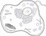 Mitochondria Coloring Worksheet sketch template