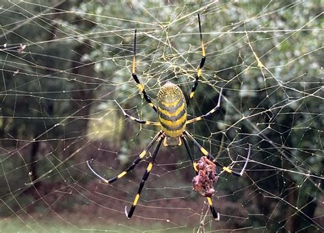 Vibrant Spider 2 PHOTO DIGITAL DOWNLOAD Prints Art & Collectibles Digital Prints etna.com.pe