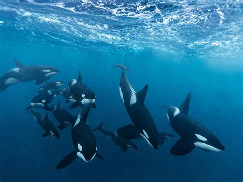 🔥 A large pod of Orcas. By: Paul Nicklen : r/NatureIsFuckingLit