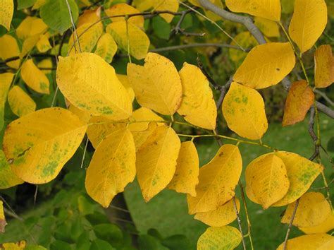 Yellowwood Tree Fall Foliage How much do you know about the Yellowwood Tree? Check out our tree ...