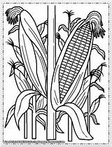 Maize Coloring Pages  ColoringBay sketch template