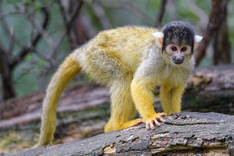 Squirrel monkey posing | Another squirrel monkey posing well… | Flickr