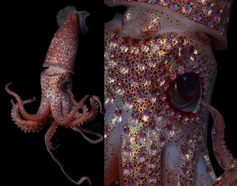 A large Strawberry Squid, they live in the twilight zone of the ocean (200m-1000m deep). : r ...