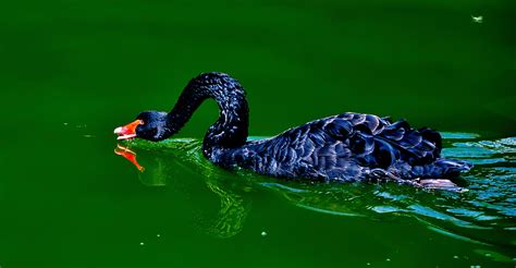Black Swan Free Stock Photo - Public Domain Pictures