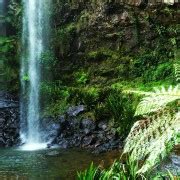 Gold Coast: Glow Worms Nocturnal Rainforest & Waterfall Walk | GetYourGuide