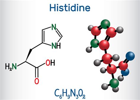 Histidine Amino Acid Molecule It Is Used In The Biosynthesis Of ...