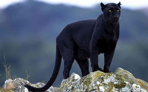 Black Puma Wallpapers - Wallpaper Cave