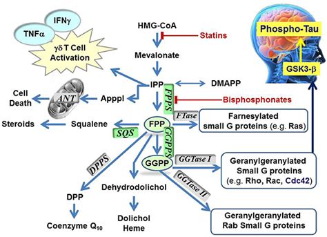 Schematic representation of the mevalonate pathway, indicating the...