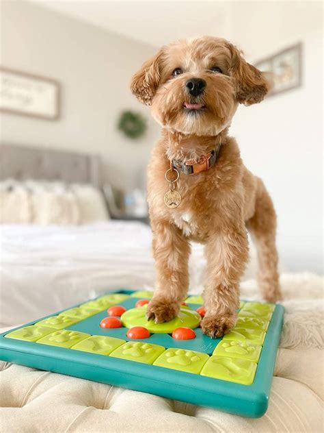 16 Best Engaging Puzzle Feeders for Dogs of All Skill Levels - Hey, Djangles.