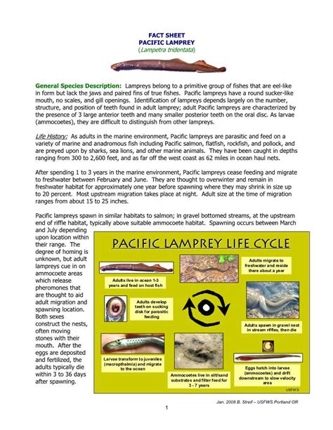 Pacific Lamprey Life Cycle - DocsLib