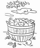 Fall Apples Coloring Pages  sketch template