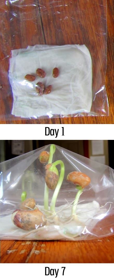 Growing beans in a plastic bag