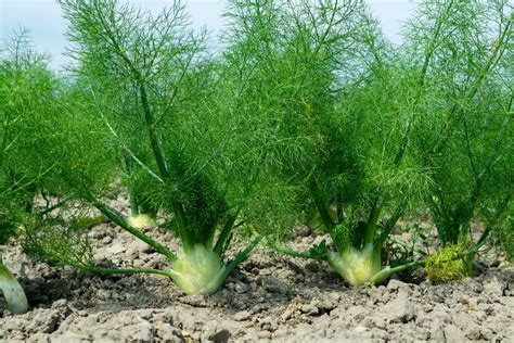 Fennel Companion Planting Chart: The Ultimate Guide To Growing Healthy Fennel - aransformeraa