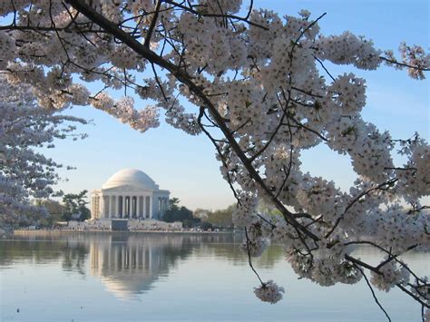 Washington DC Cherry Blossom Wallpaper - WallpaperSafari