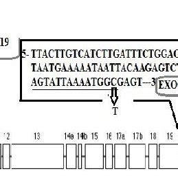 Structure of CFTR gene showing location of mutant specific and wild... | Download Scientific Diagram