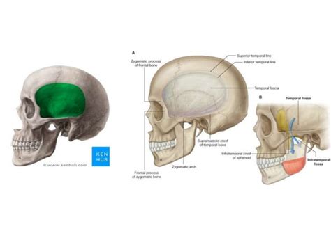 Anatomy of temporal region | PPT