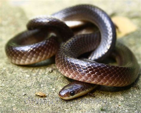 Indian Krait | Snakes | Pinterest