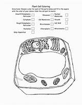 Plant And Animal Cell Coloring sketch template