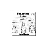 Anatomy Endocrine System Worksheets And Test  Glands Labeling Coloring sketch template