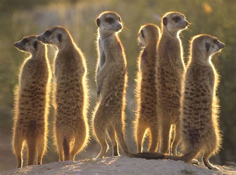 Meerkats' Meerkat Manor | Meerkats Fanon Wiki | FANDOM powered by Wikia