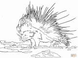 Cape Porcupine coloring Page  Free Printable Coloring Pages sketch template