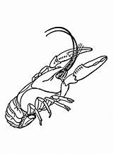Crawfish Coloring Pages Printable For Free Download sketch template
