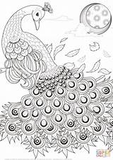Peacock Coloring Pages For Adults  Home sketch template
