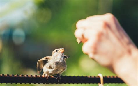 Rescue and Rehabilitation of Birds | Bengaluru Bird Day