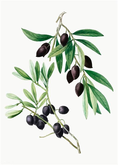 Vintage olive tree branch vector | free image by rawpixel.com | Olive tree, Olive plant, Family ...