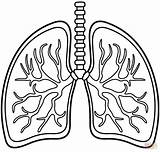 Lung Coloring Pages sketch template