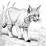 100  Bobcat Coloring Pages For Free • Lulu sketch template