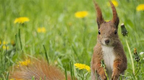 155 Of The Best Squirrel Names That Start With S You'll Love