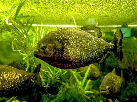 Tropical Piranha Fish in the Aquarium Behind the Glass Stock Image - Image of nattereri ...