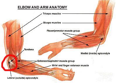 Pin on Anatomy and Physical Therapy