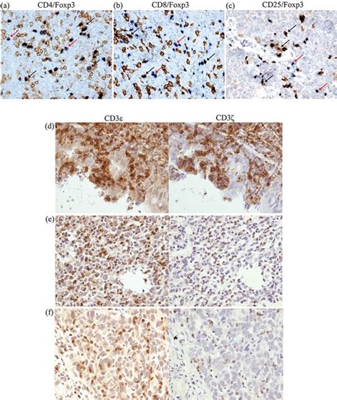 CD3 Antibody (Monoclonal, F7.2.38)