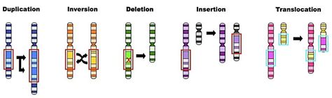 Seven Days per Week: SPM Biology 15 Variation (Part 2)