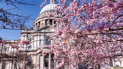 Where to Find Cherry Blossoms in London — London x London