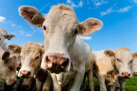 A group of charolais calves Stock Photo by ©Cornfield 108254188