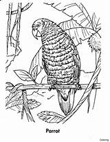 Tropical Rainforest Drawings Sketch Coloring Page sketch template