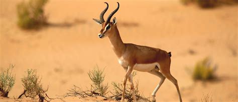 Wildlife in Dubai: Arabian Oryx, Sand Cat, Gazelle & More - MyBayut