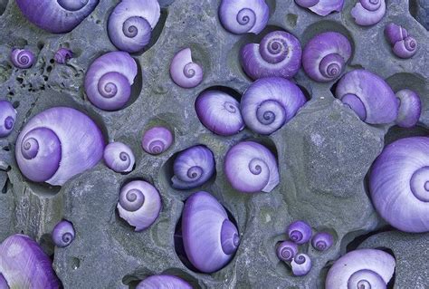 Nature and more: Purple Sea Snails - Janthina janthina Janthina ...